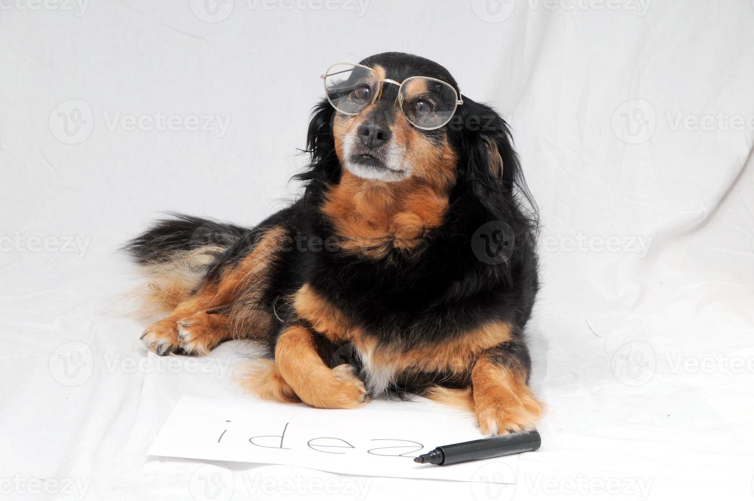 Dog wearing glasses photo
