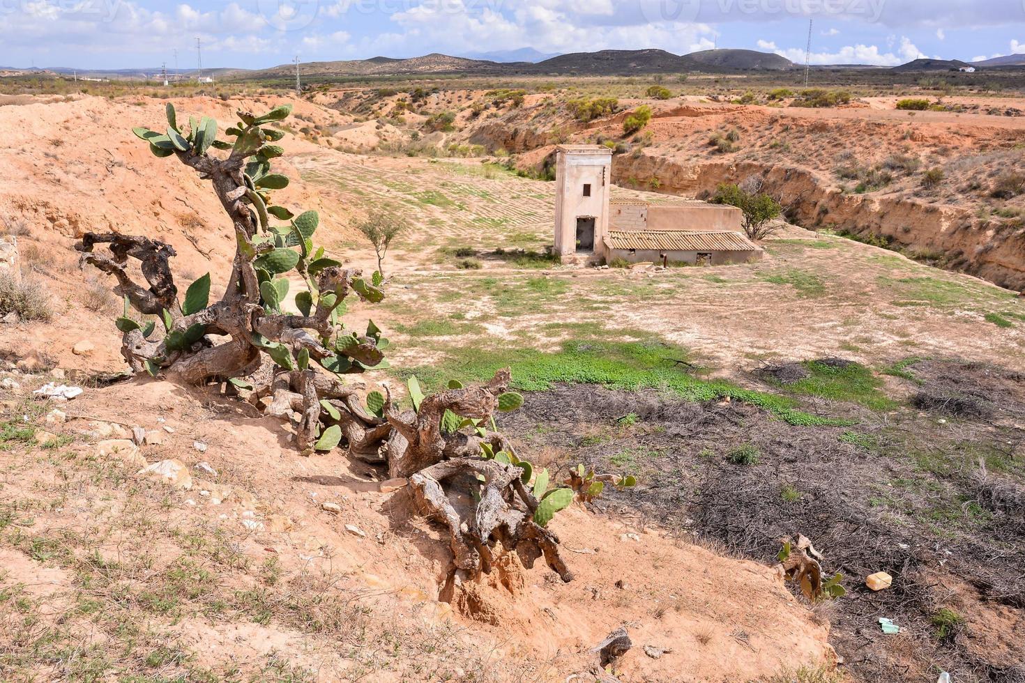 Desert landscape with cactuses photo
