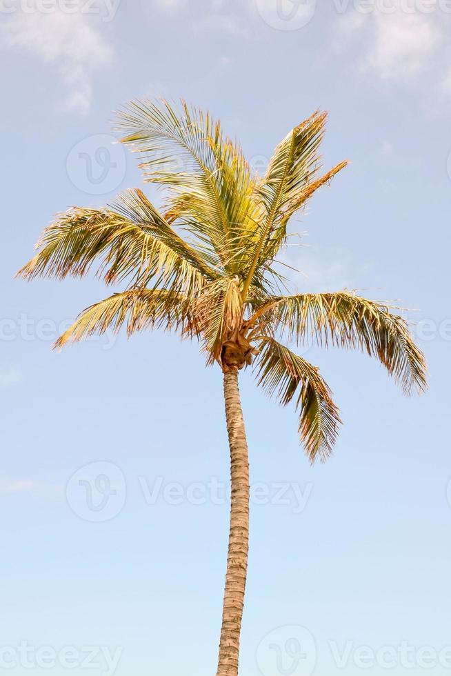 Palm tree in summer photo