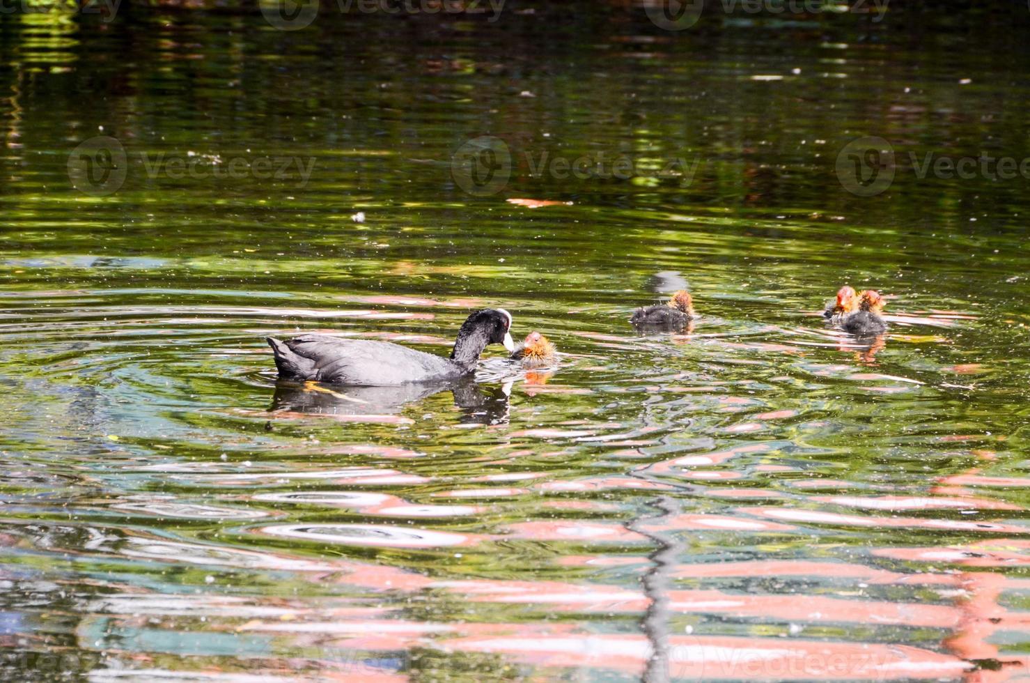 Ducks in the water photo