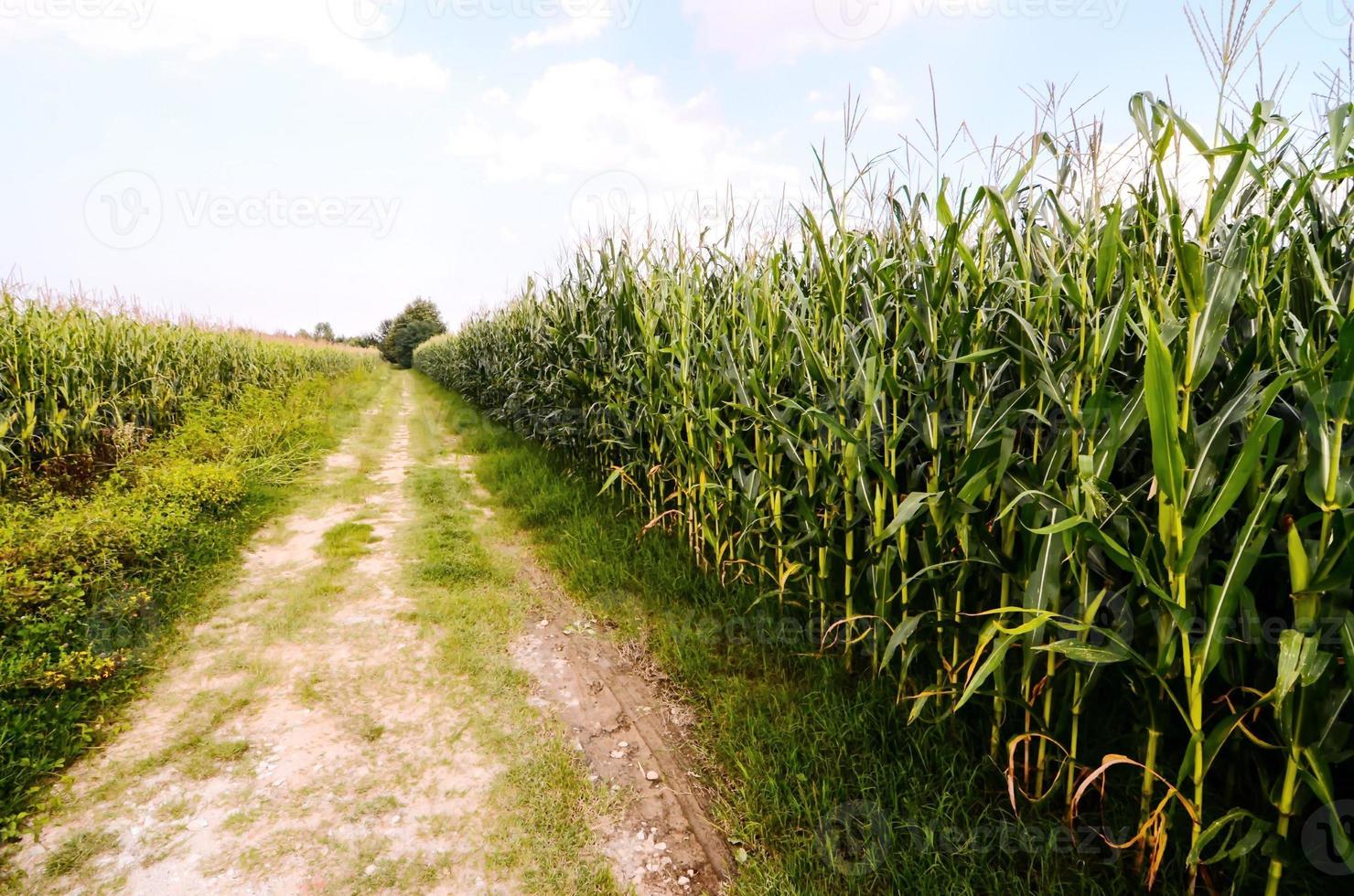 Road between the corn fields photo
