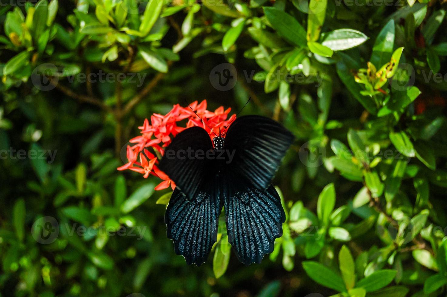 hermosa mariposa negra foto