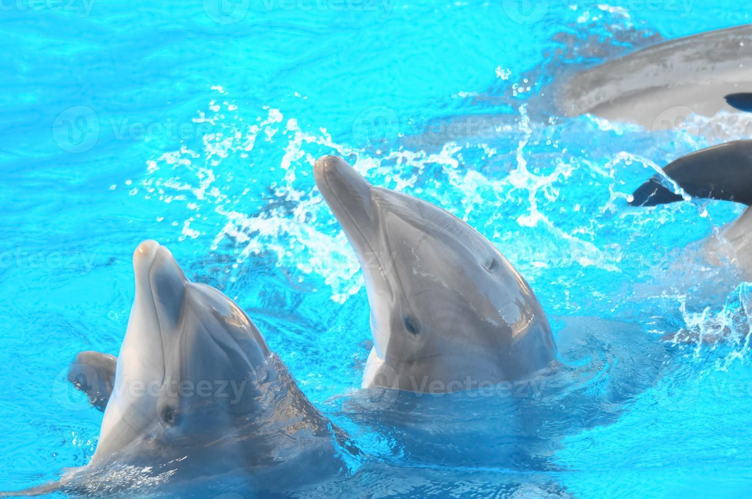 Dolphins at the aquarium photo