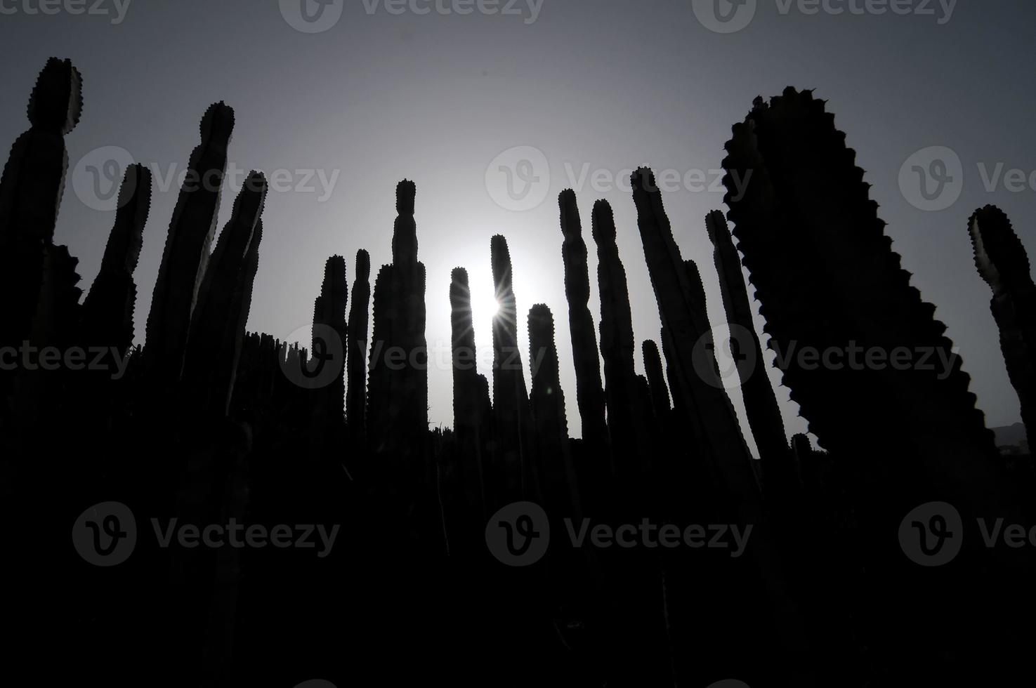 Cactuses at sunset photo