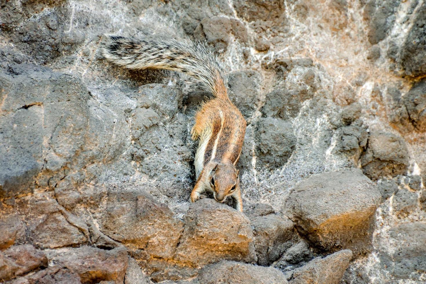 Squirrel on the rocks photo