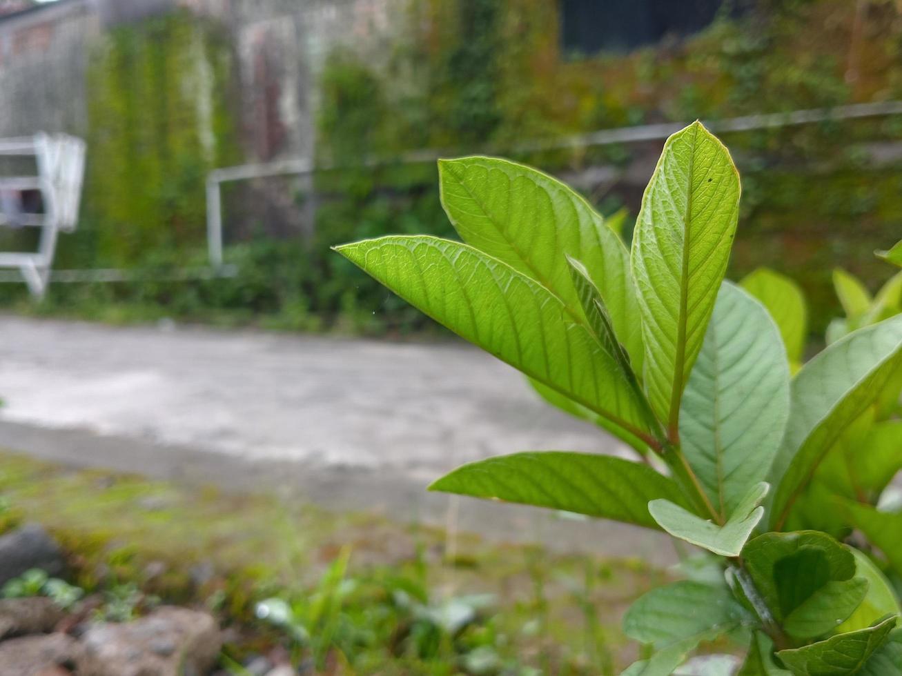 Little guava leaves beside the street photo