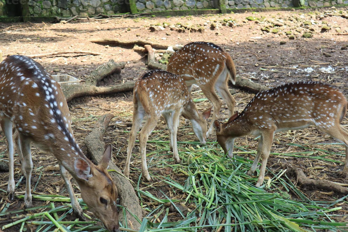 A spotted deer is playing tricks on a friend eating green grass at the Semarang Zoo. photo