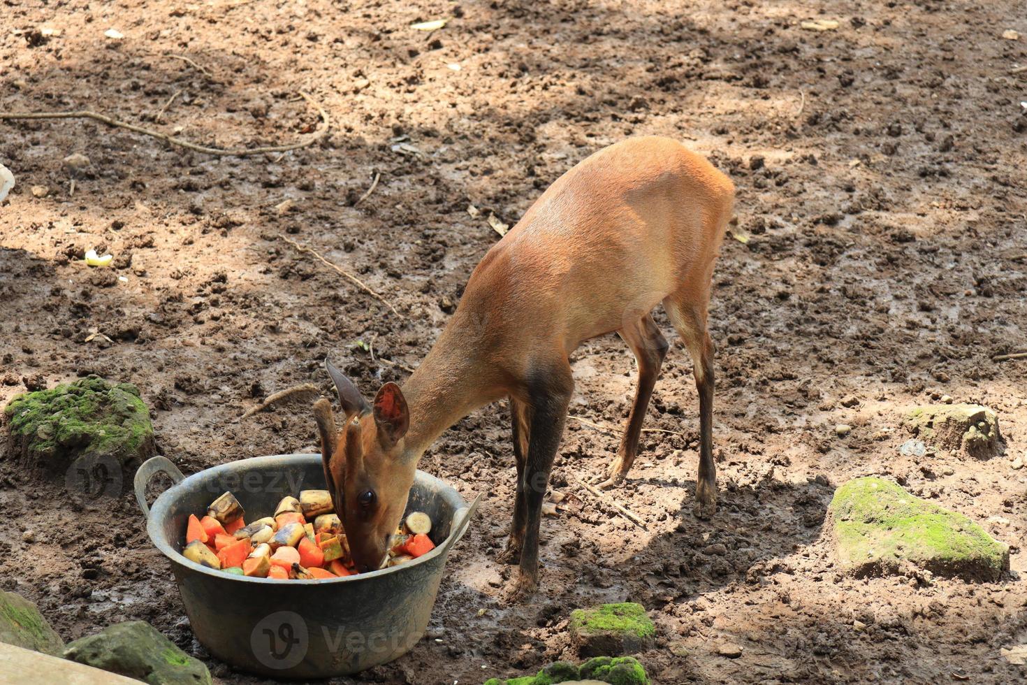 A deer is entertaining tourists with its action at the Semarang Zoo. photo