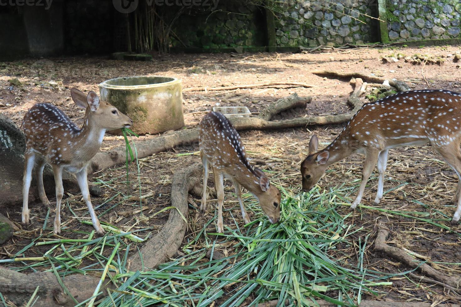 un ciervo manchado le está jugando una mala pasada a un amigo que come hierba verde en el zoológico de semarang. foto