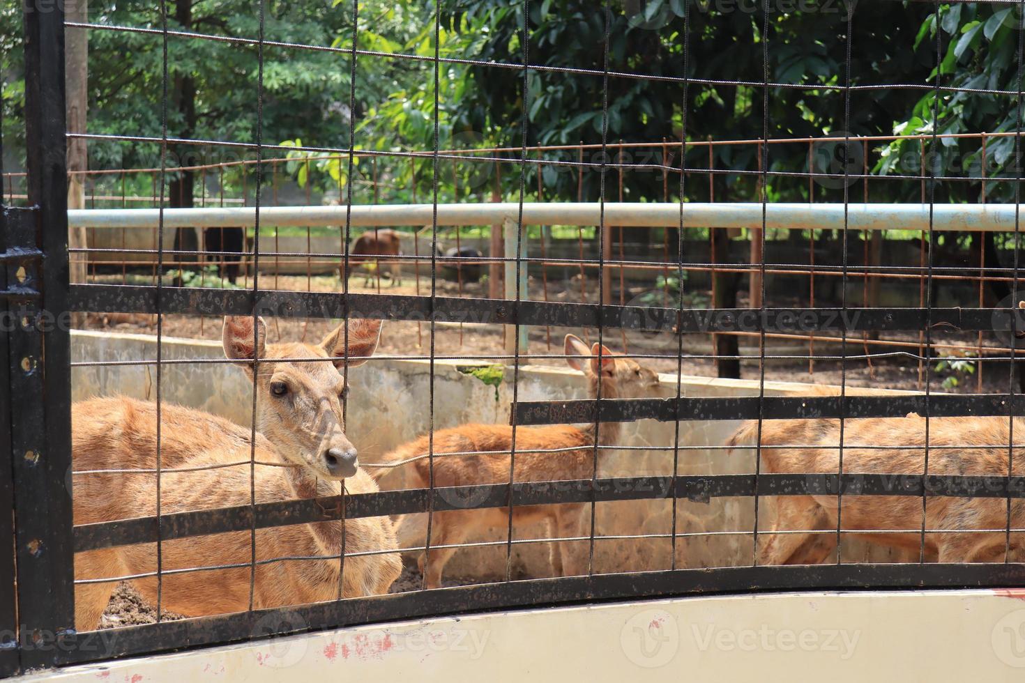 A deer is entertaining tourists with its action at the Semarang Zoo. photo