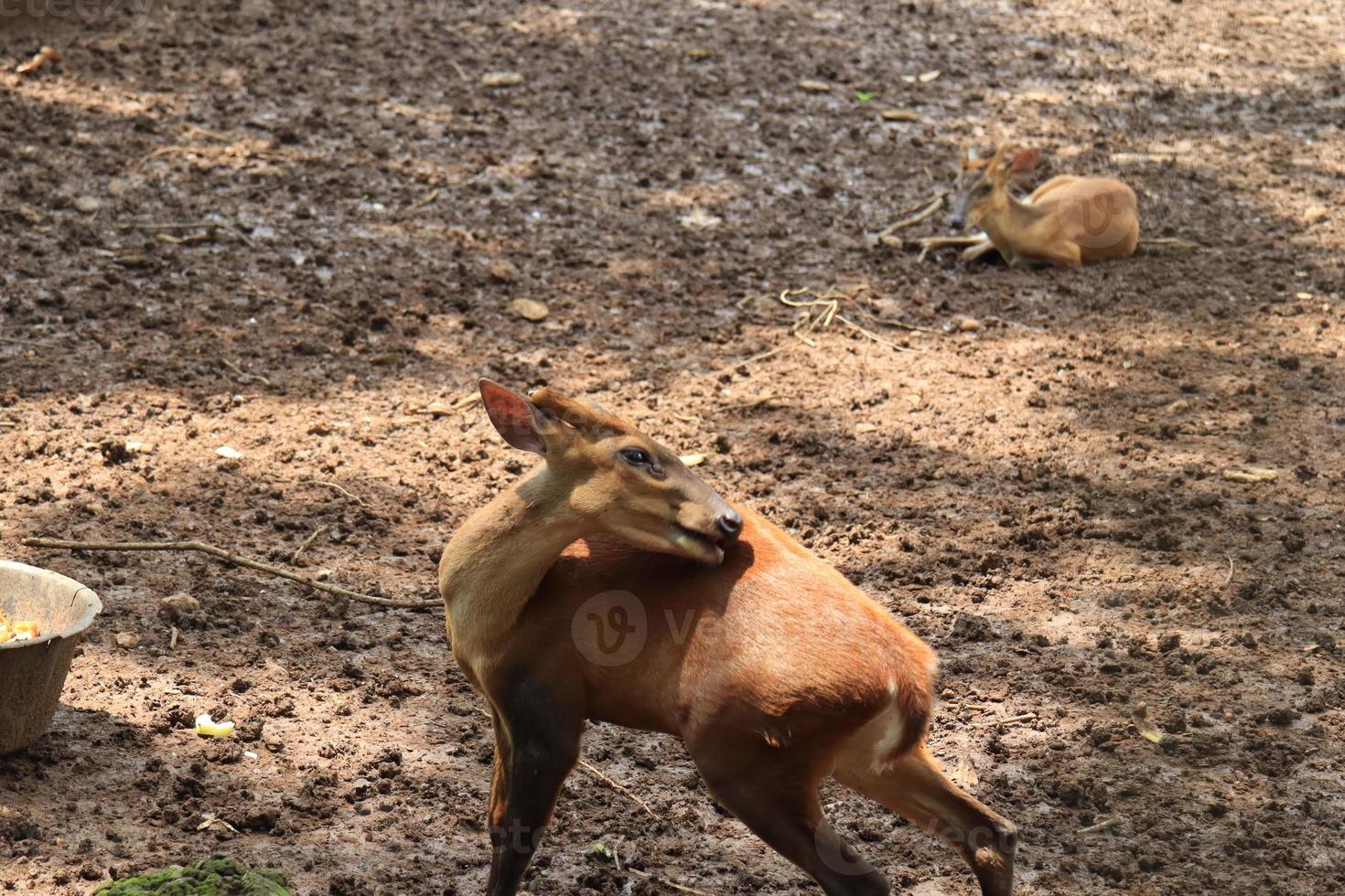 A deer is entertaining tourists with its action at the Semarang Zoo. photo