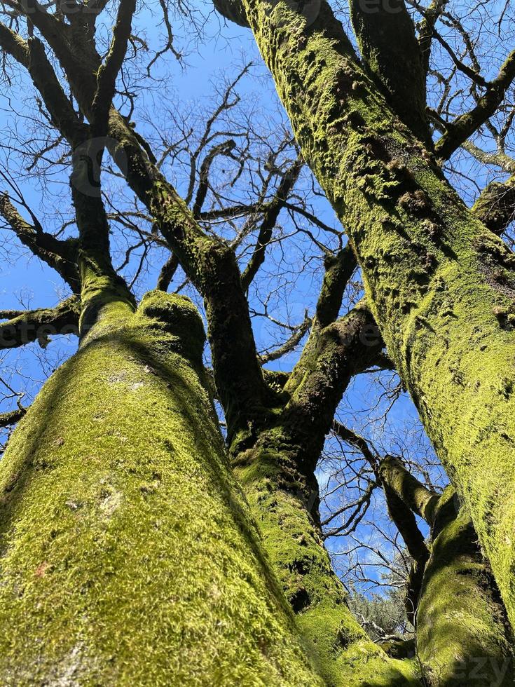 View from below on the trees covered with moss. Forest landscape. photo