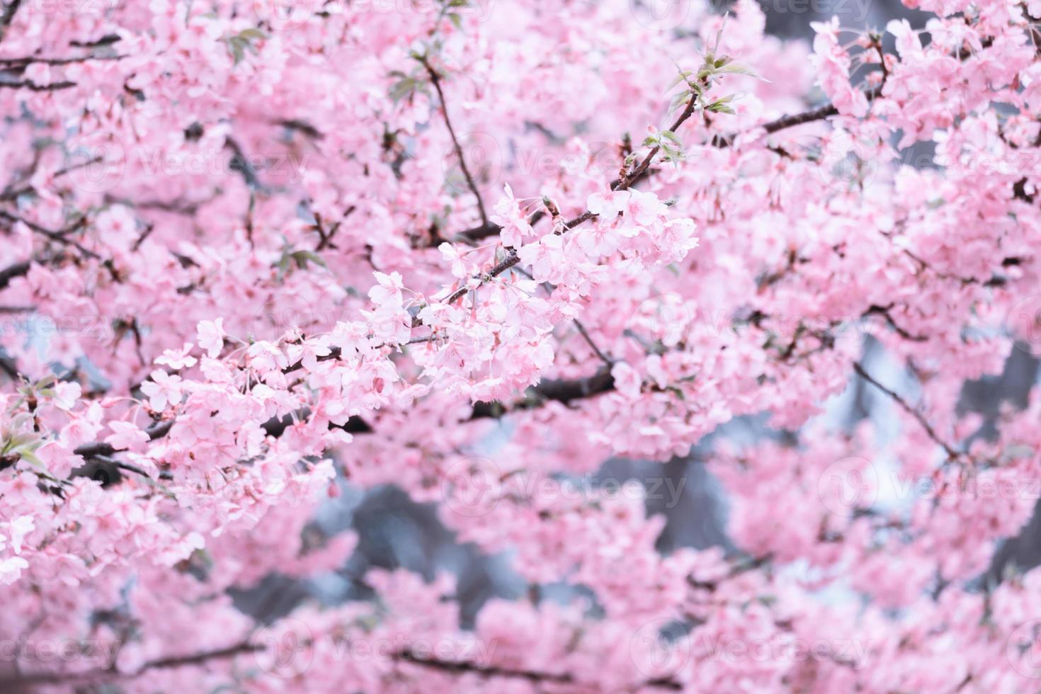 Soft focus,Cherry Blossom or Sakura flower on nature blur background in the morning a spring day photo