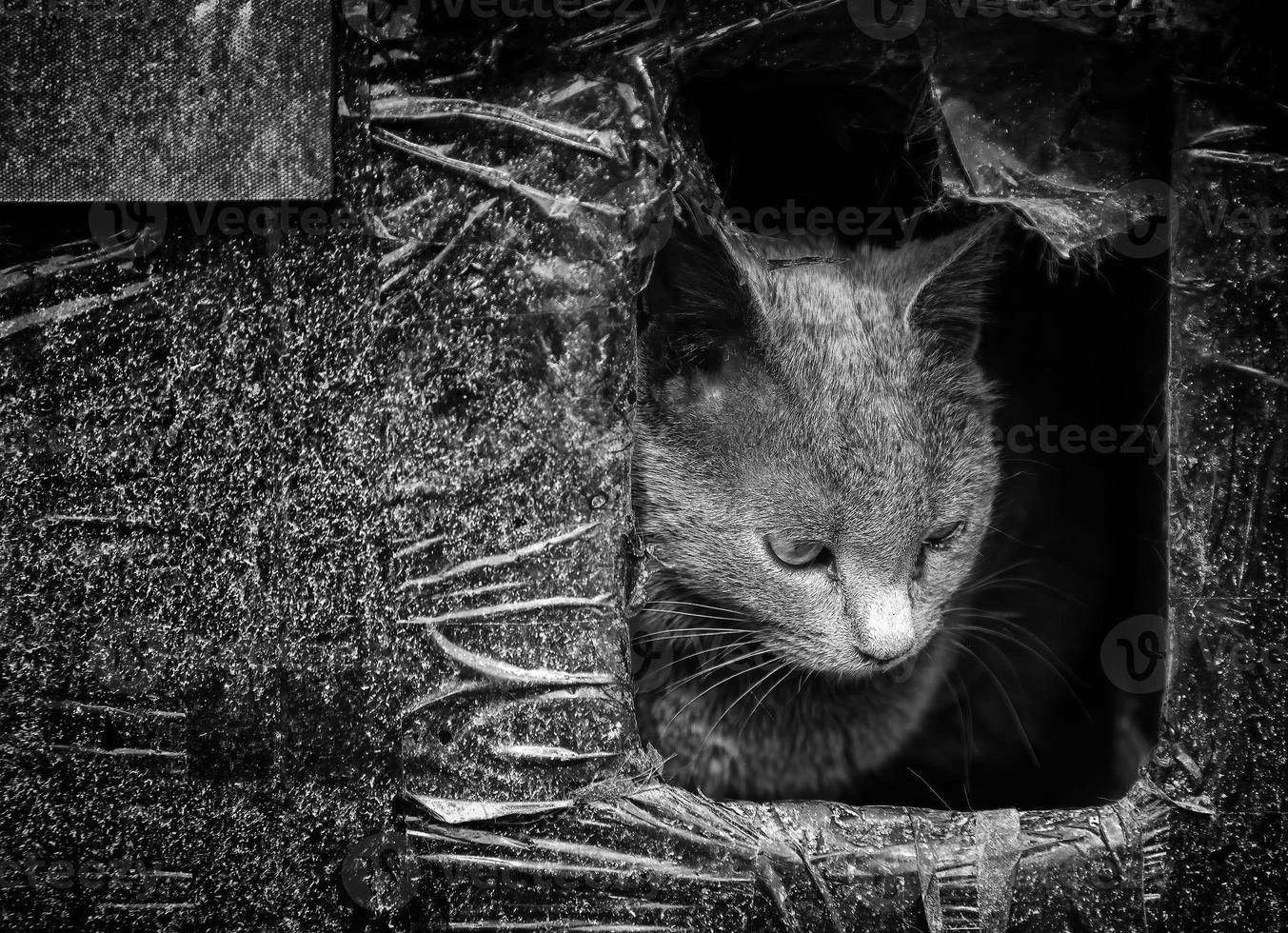 Abandoned gray cat on the street photo