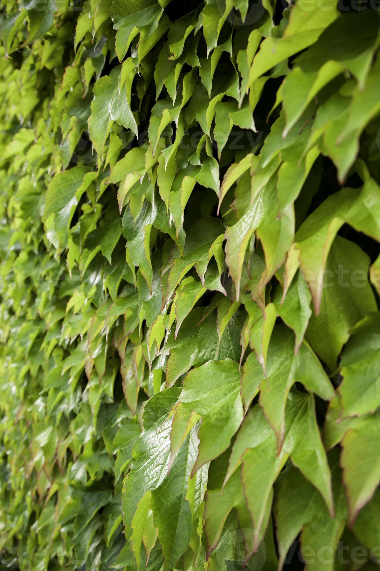 Green ivy background 19564648 Stock Photo at Vecteezy