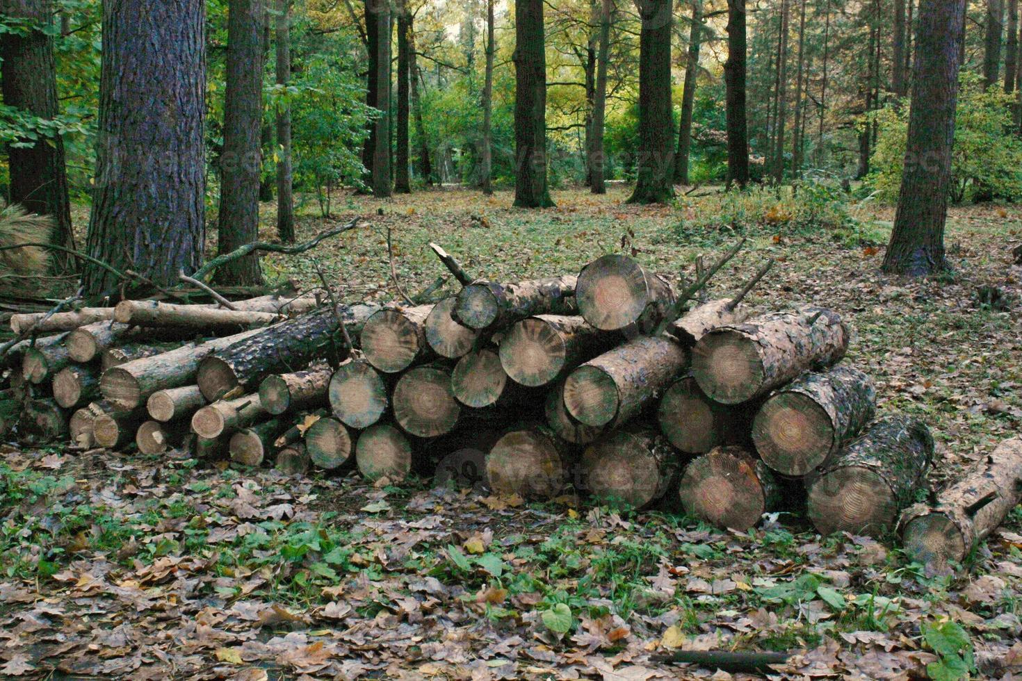 deforestación, destrucción tala de bosques. cortar árboles en el parque de la ciudad. madera talada en montón. concepto de ecología. problemas ambientales globales. rescatar la naturaleza, salvar el planeta. madera picada y troncos apilados foto