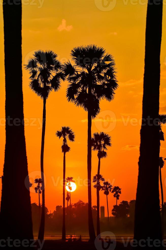 landscape of Sugar palm tree during twilight sunrise  at Pathumthani province,Thailand photo