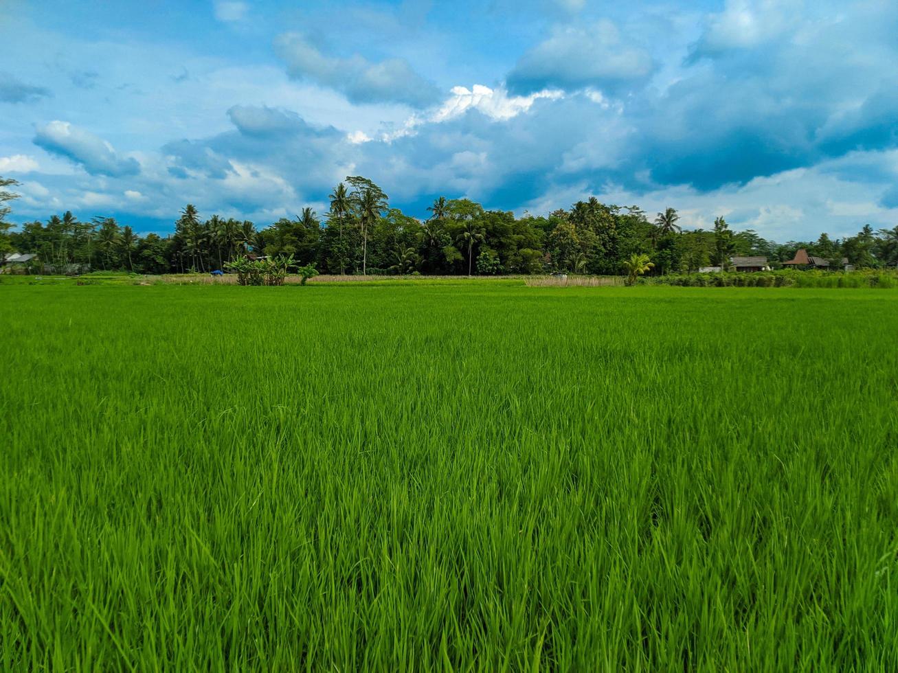 Panoramic view of green rice fields and beautiful blue sky in Indonesia. photo