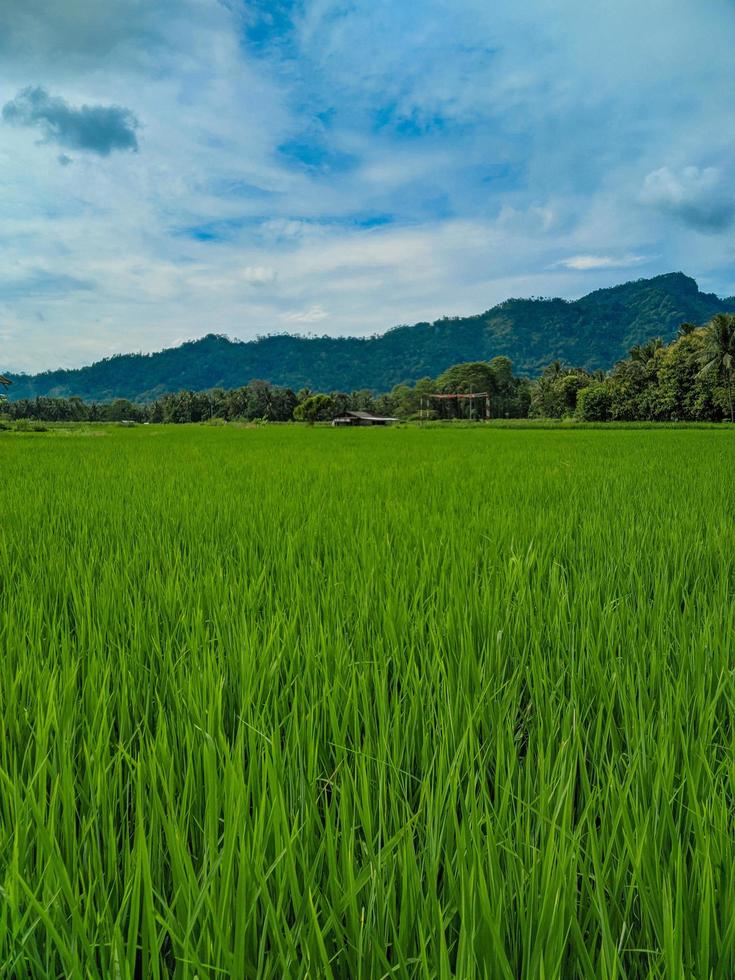 Panoramic view of green rice fields and beautiful blue sky in Indonesia. photo