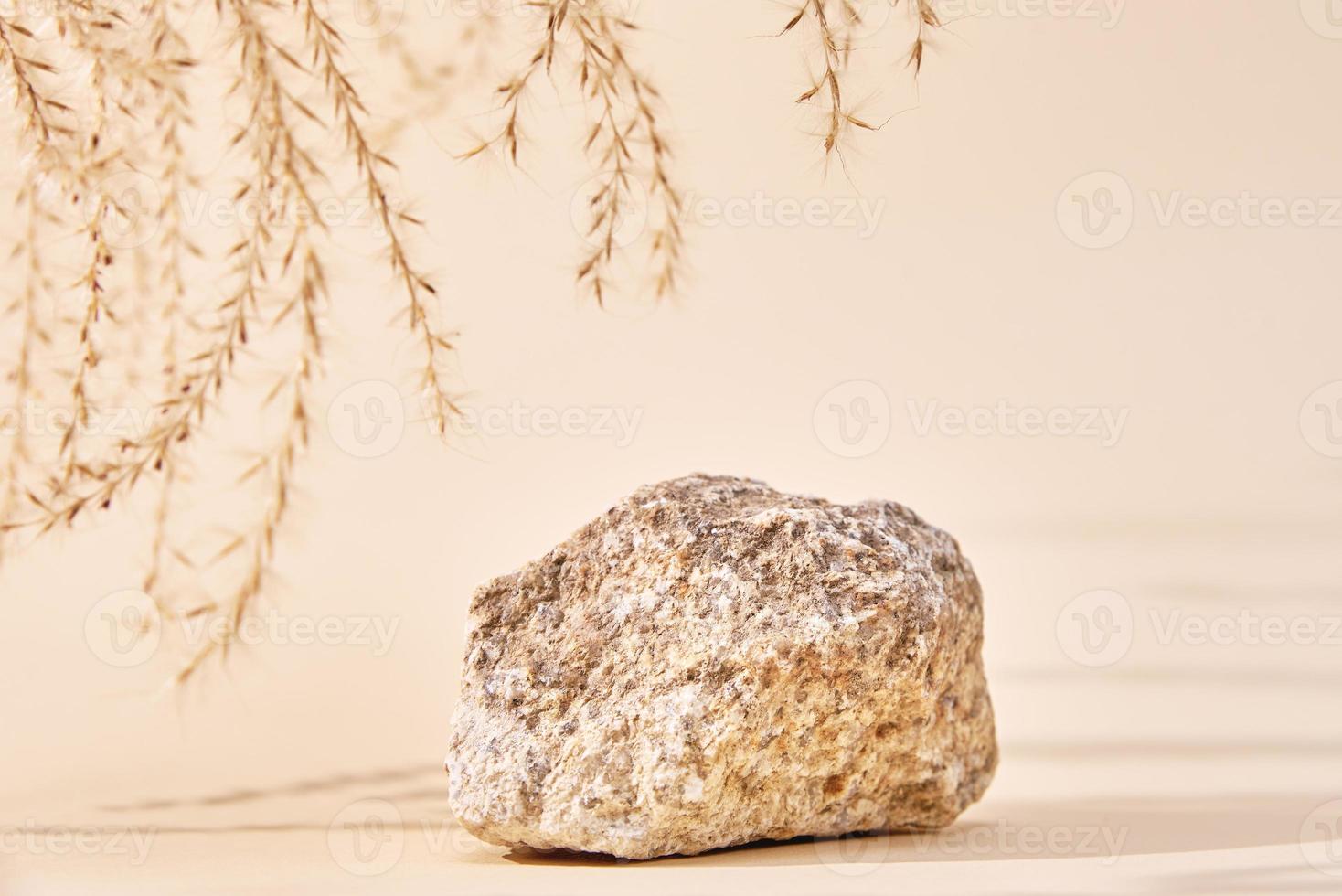 Stone podium and dry plant on beige background photo