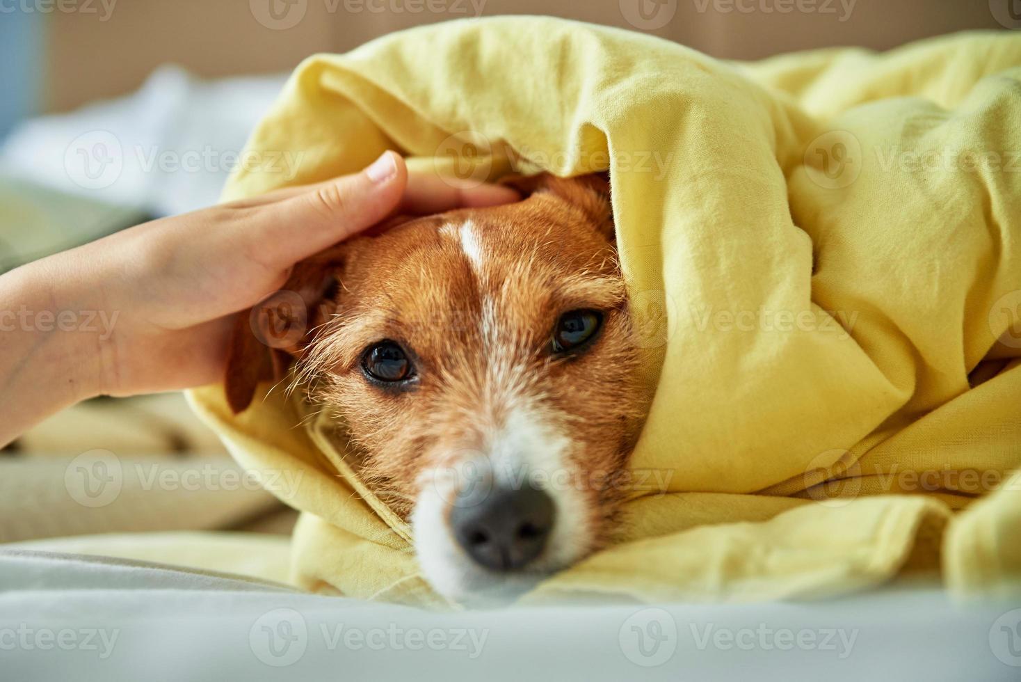 Sad dog lying under blanket in bedroom photo