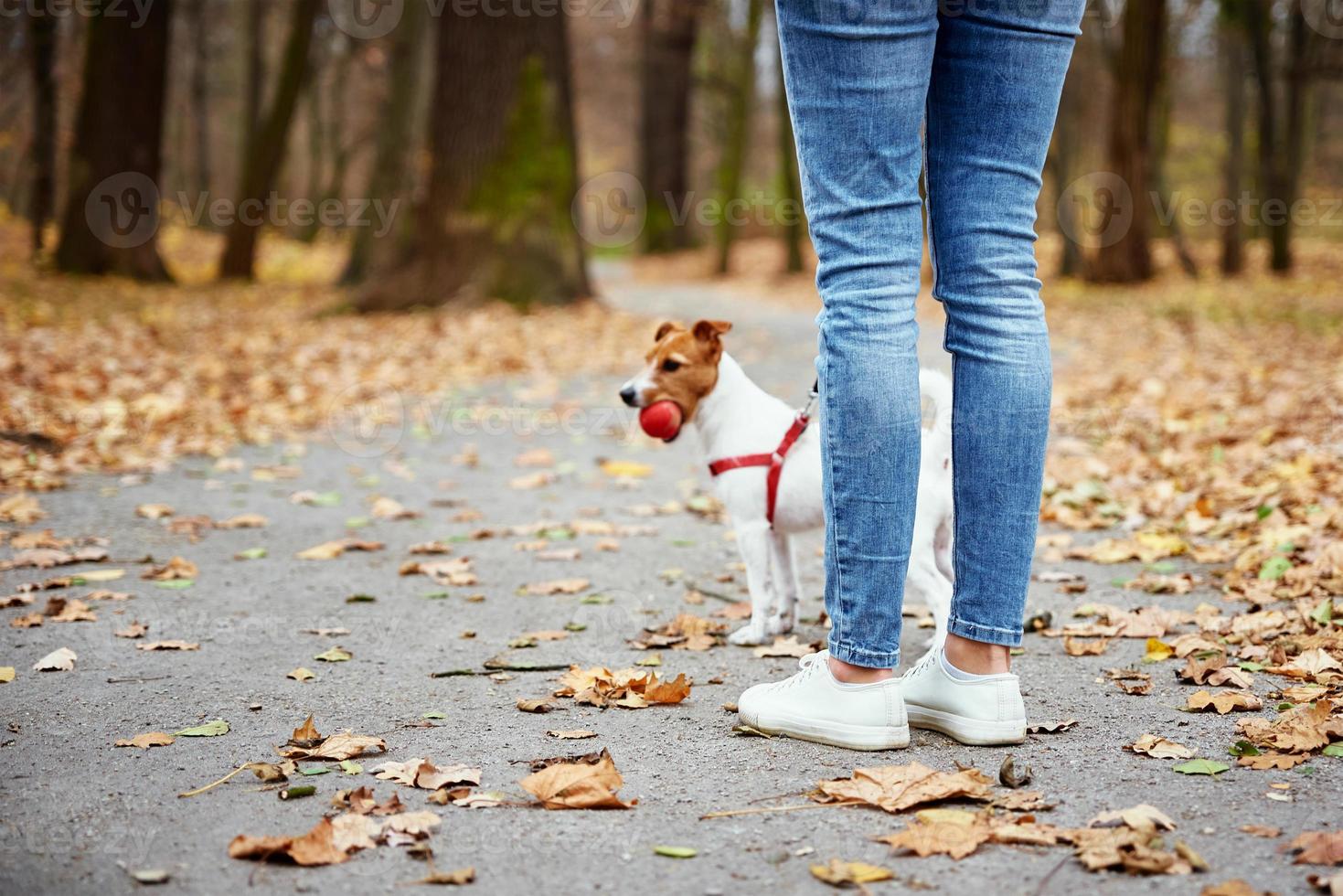 Dog walking in autumn park with his owner photo