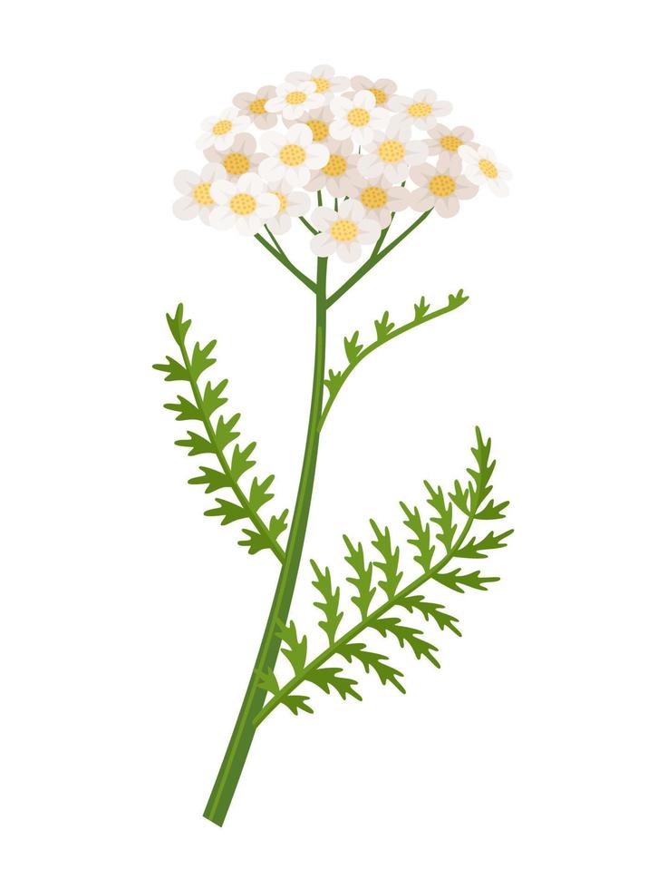 Ilustración de vector de flor de milenrama, nombre científico achillea millefolium, aislado sobre fondo blanco.