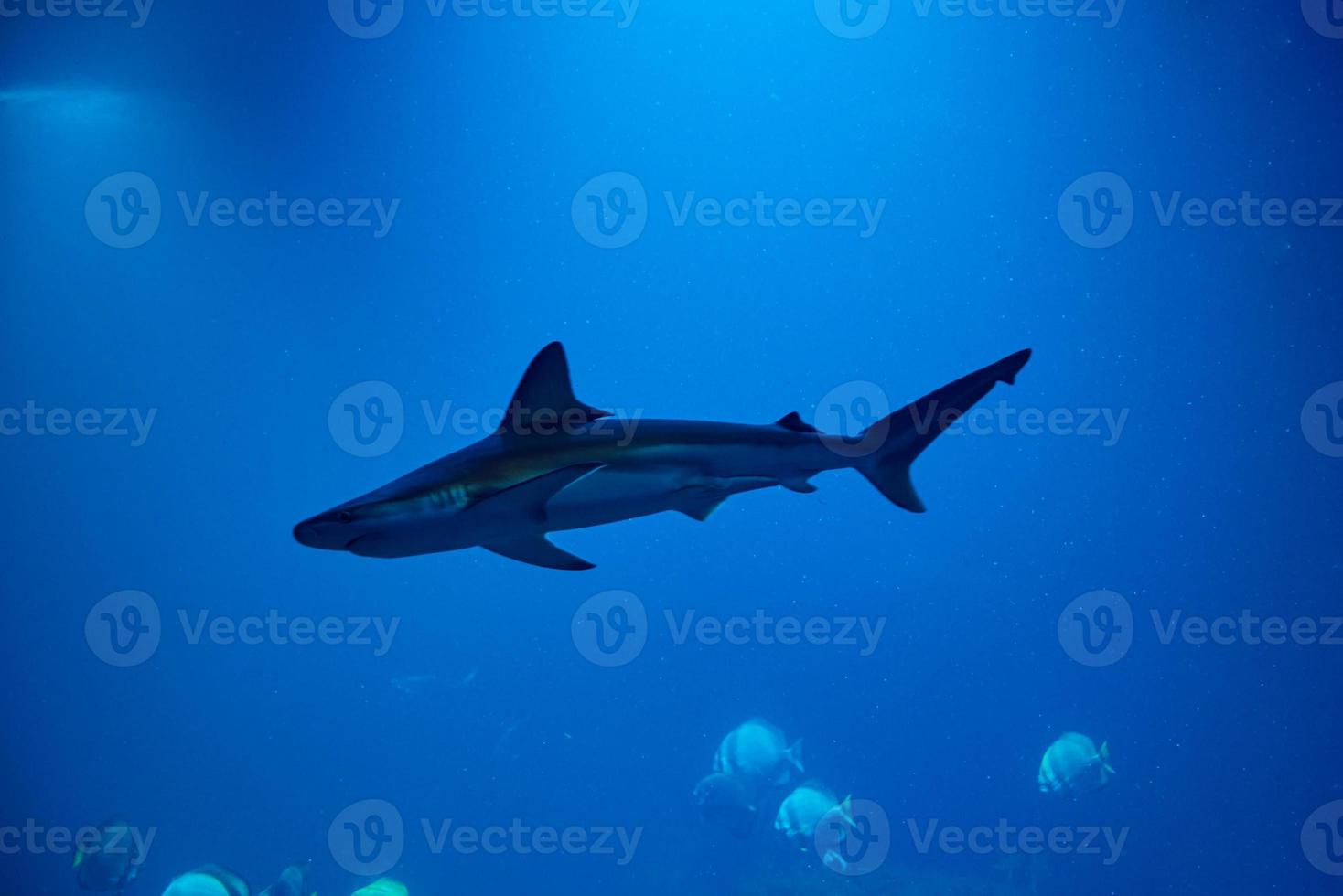 Shart and other sea fishes in aquarium, sea life photo