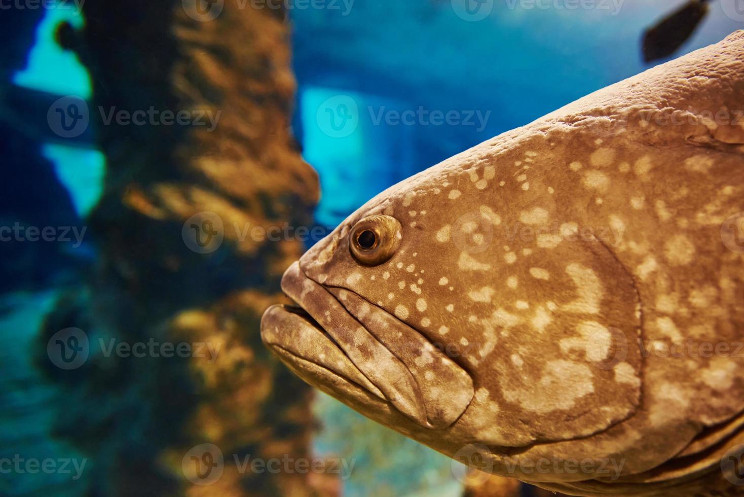 Grouper sea fishe in aquarium, sea life photo