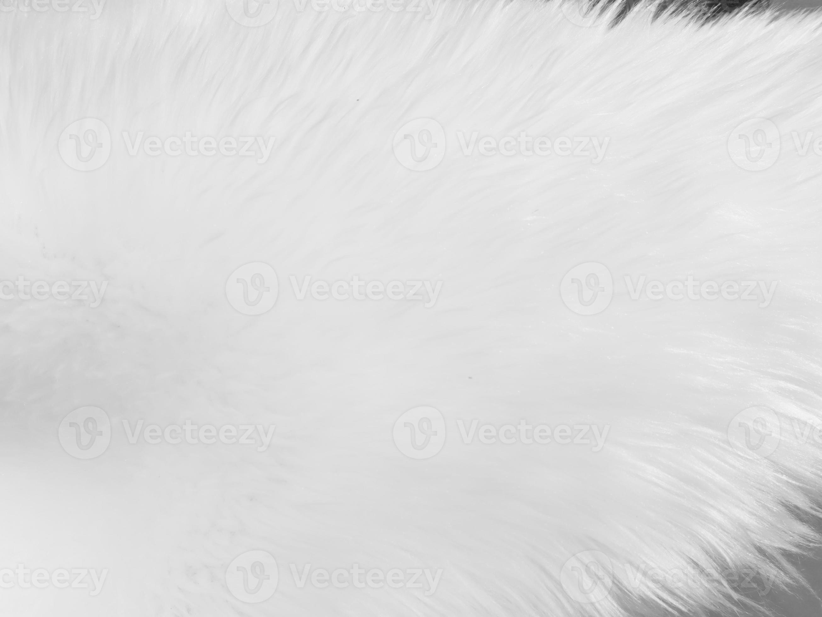 White clean wool texture background. light natural sheep wool. white