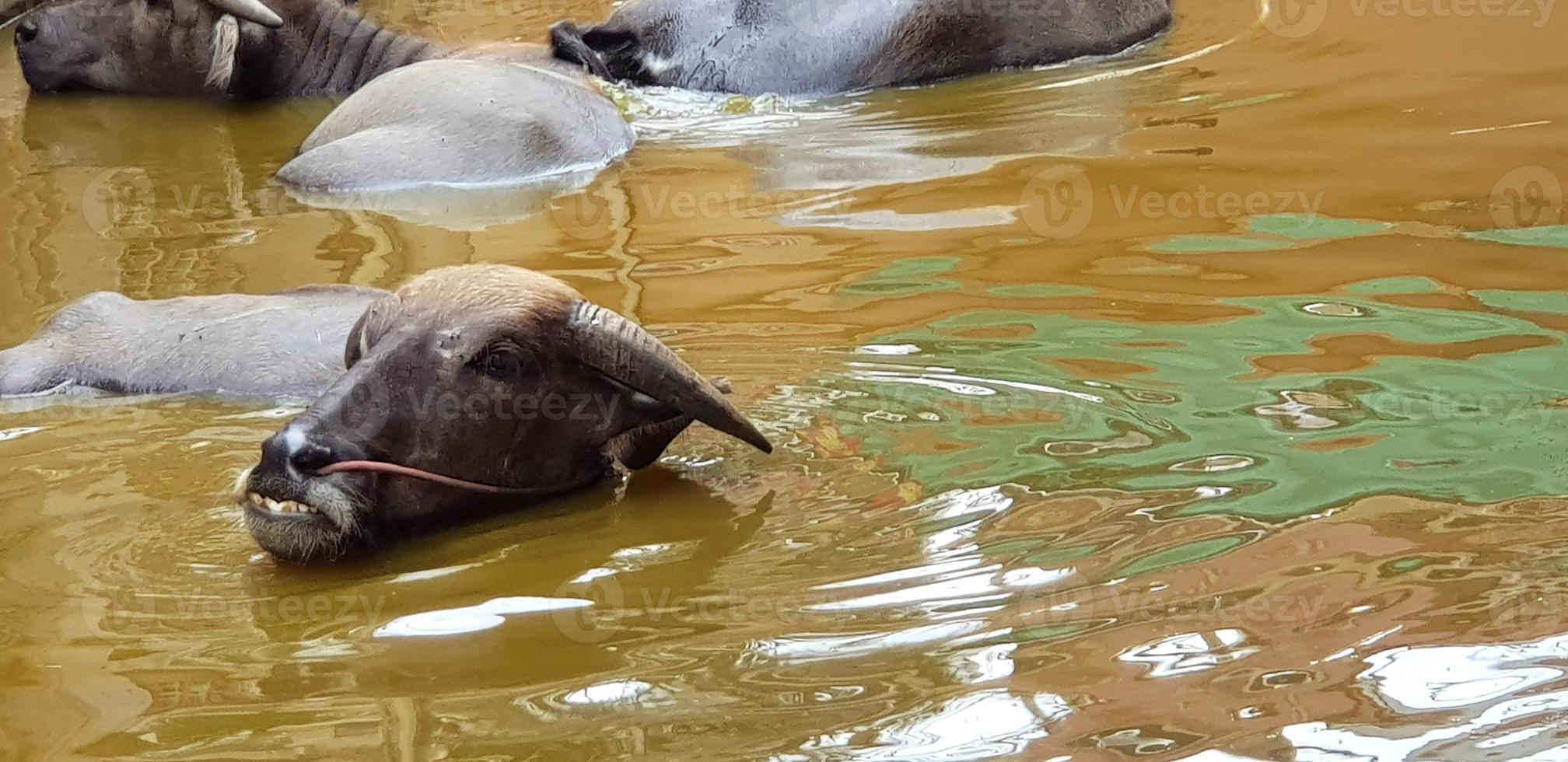 muchas vacas o búfalos nadando en un lago o río con espacio de copia correcto. vida salvaje, animal, belleza de la naturaleza y concepto de tiempo relajante foto