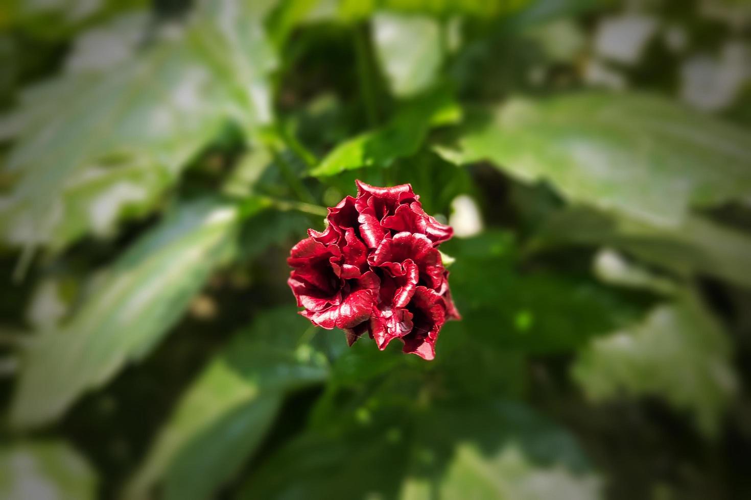 China Rose, Chinese Hibiscus Flower photo