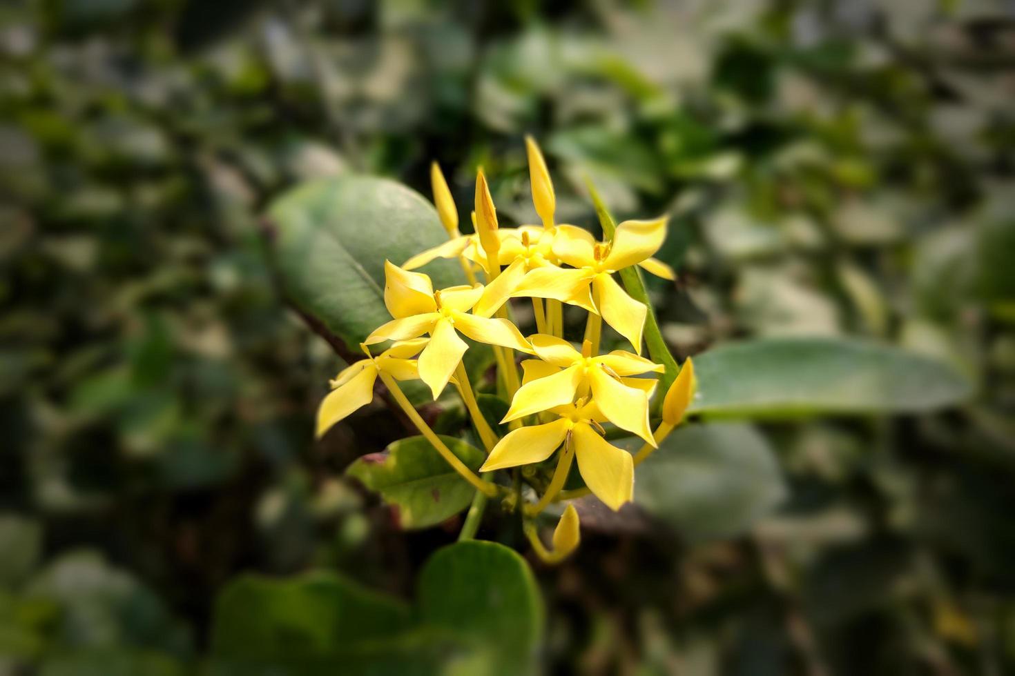 West Indian Jasmine Flower with Leaf photo