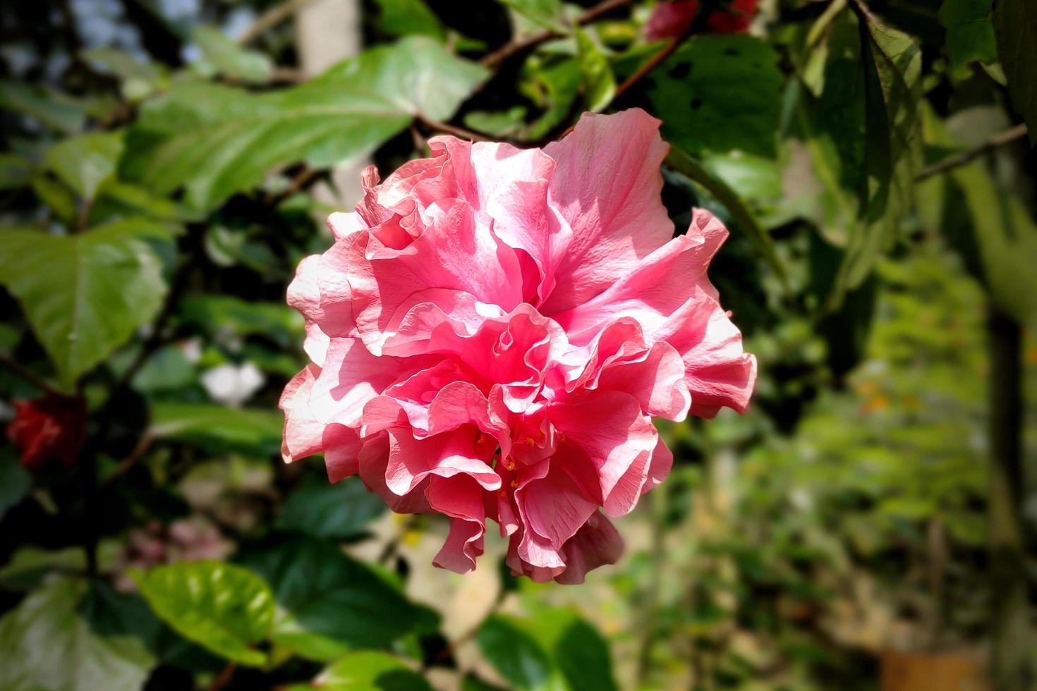 Pink China Rose, Chinese Hibiscus Flower photo