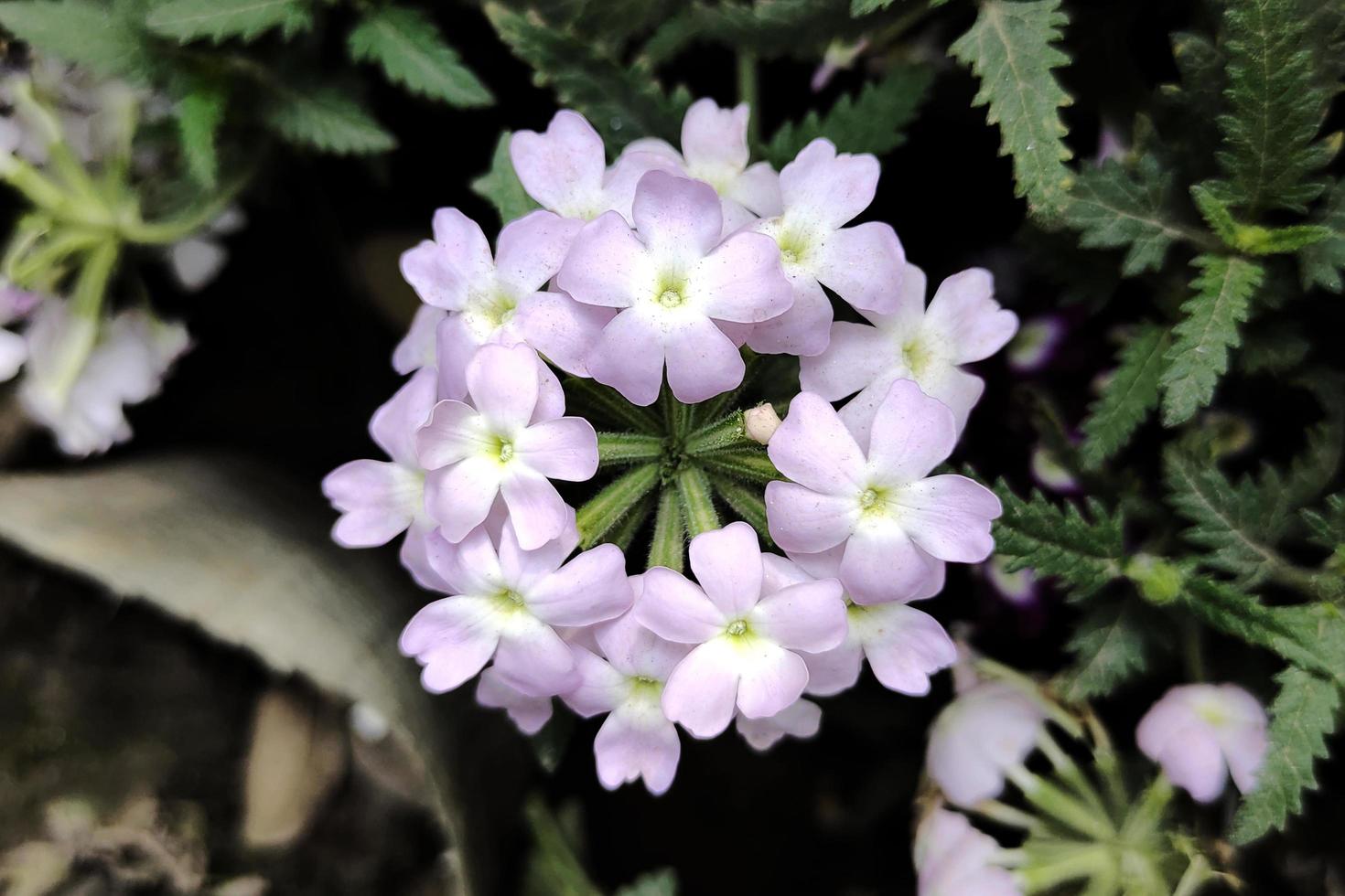 Verbena Beautiful Garden Flower Photo