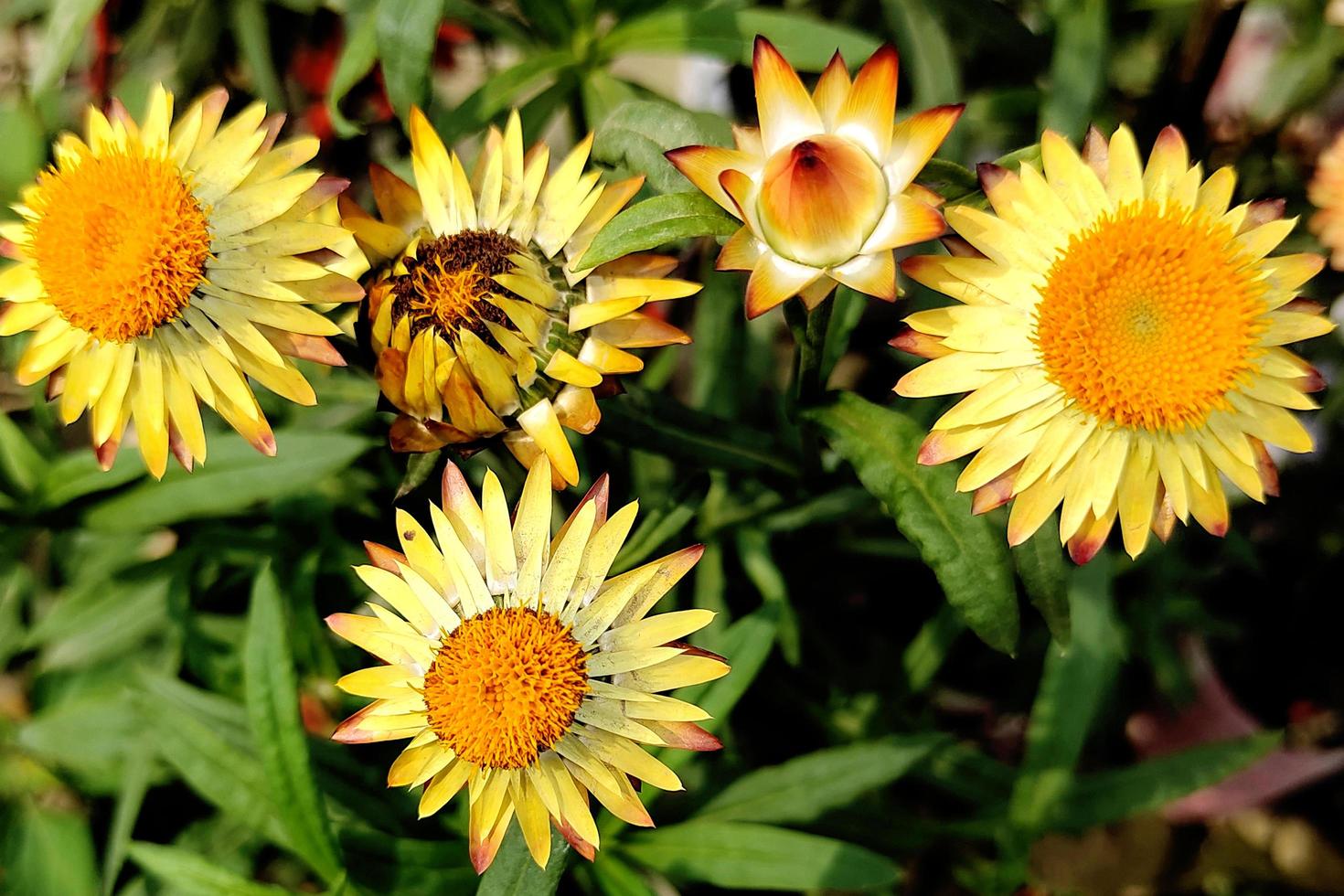 Strawflower Beautiful Garden Photo 19566276 Stock Photo at Vecteezy