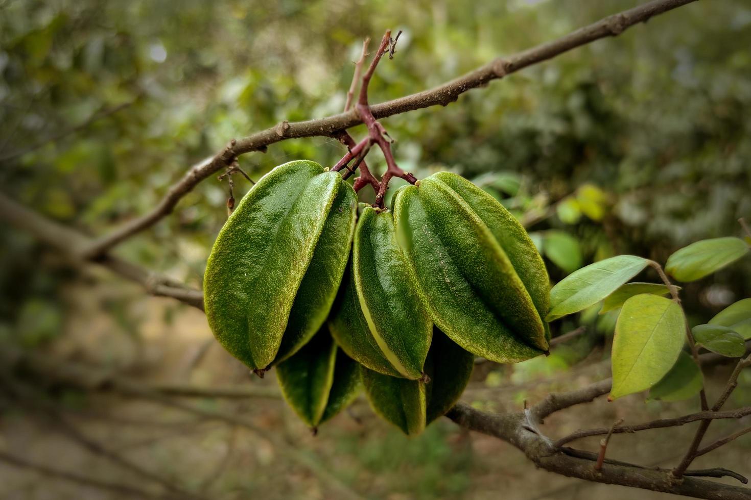 Fresh Green Star Fruit in Orchard photo