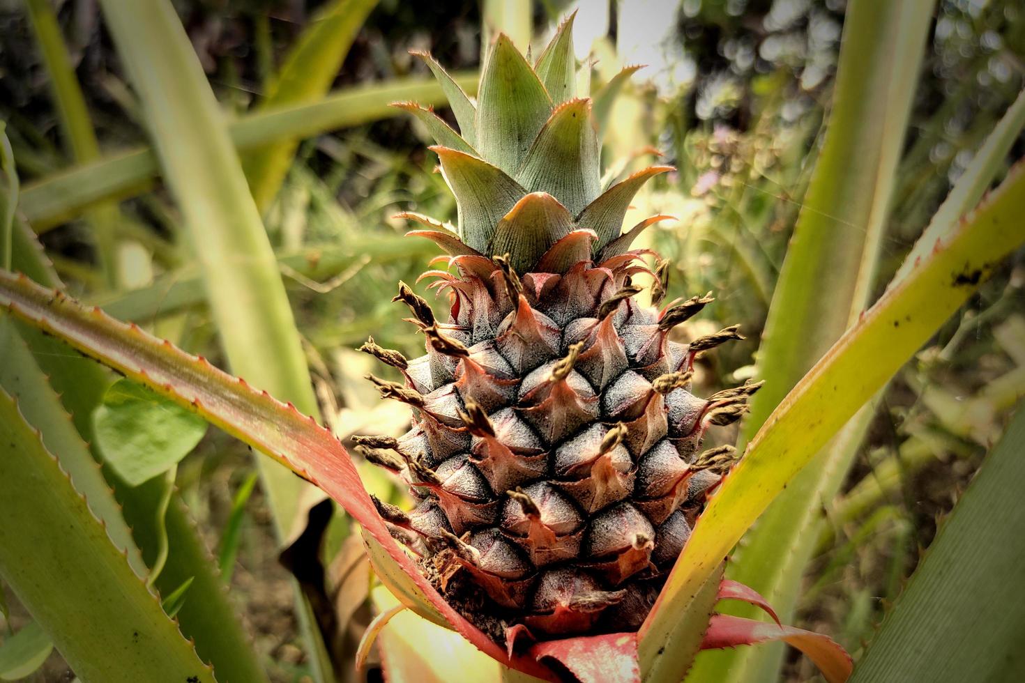 Pineapple Fruit on Green Leaves in Close photo