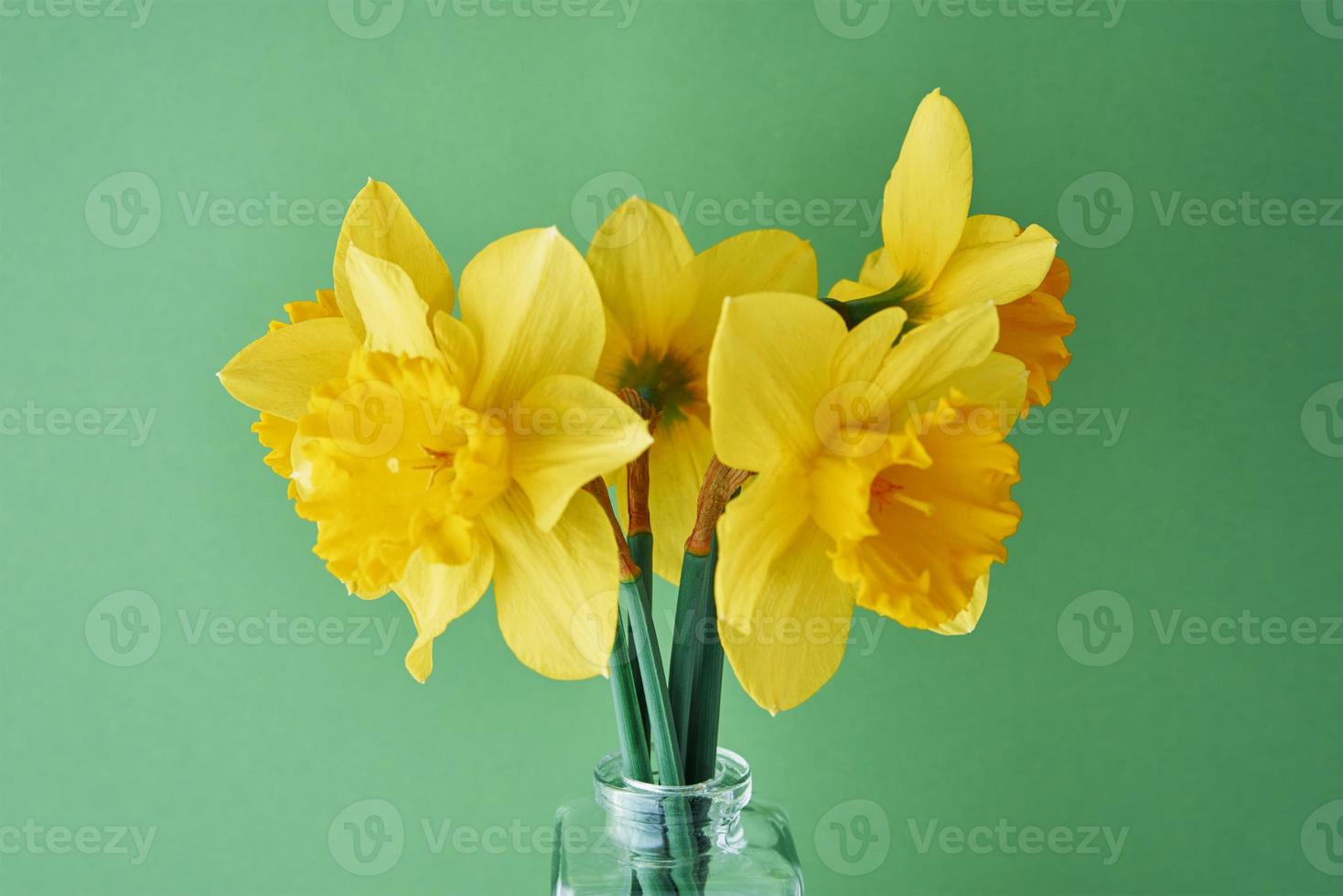 Narcissus flowers in vase on green background photo