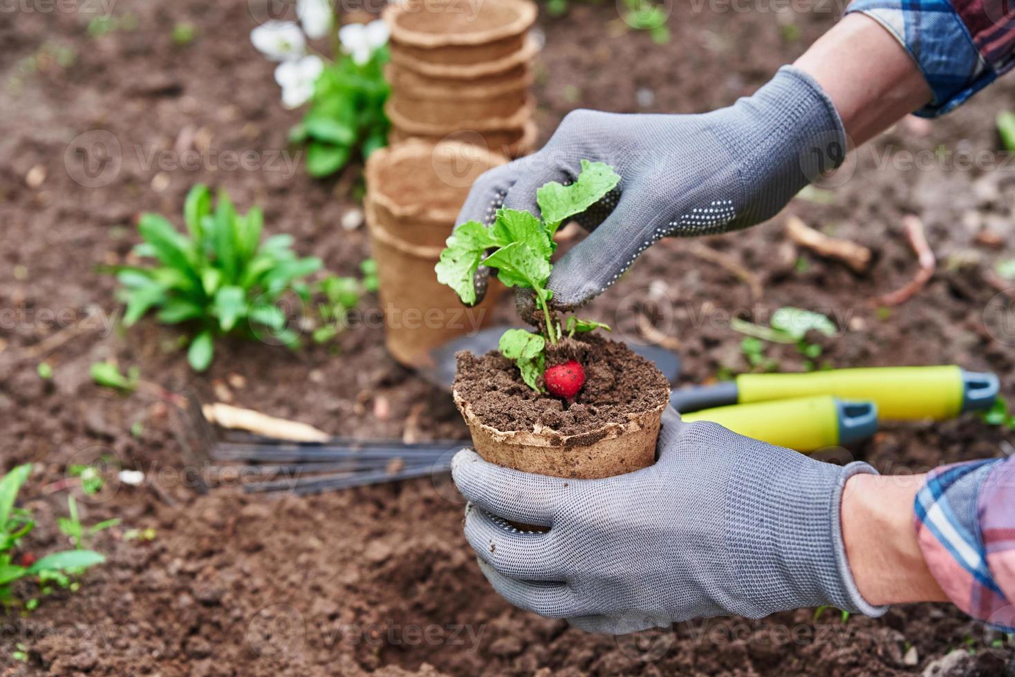 Gardener hands picking and planting vegetable plant in the garden photo