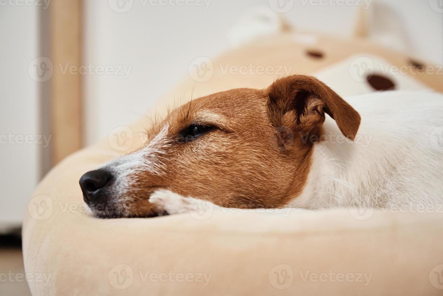 Dog sleeps in his bed photo