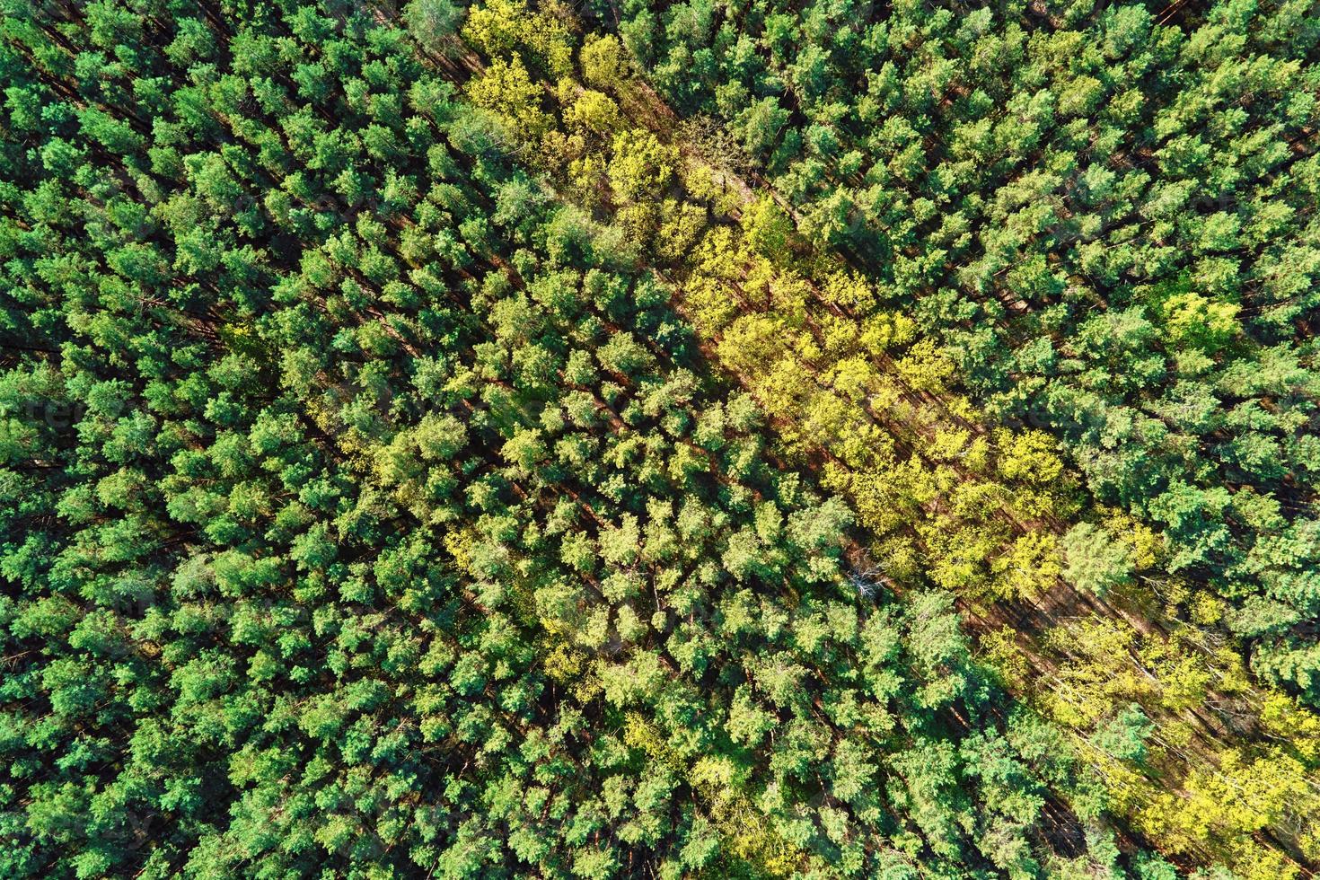 Green summer forest background, aerial view. Nature landscape photo