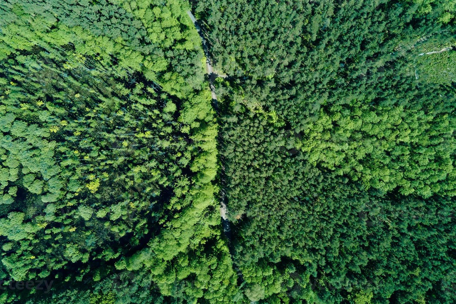 Green summer forest background, aerial view. Nature landscape photo