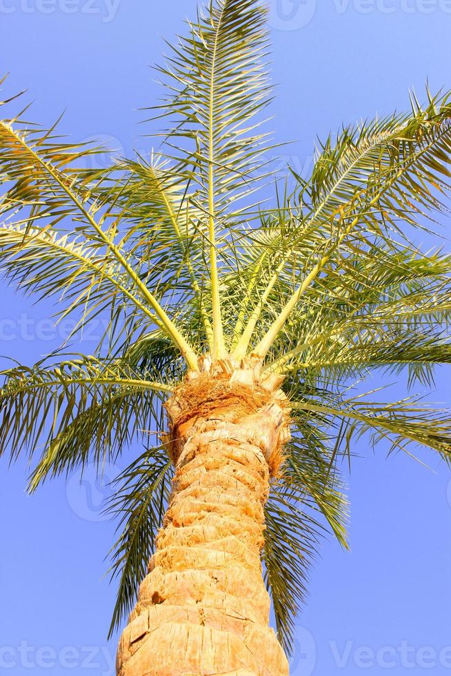 Palm tree leaves photo