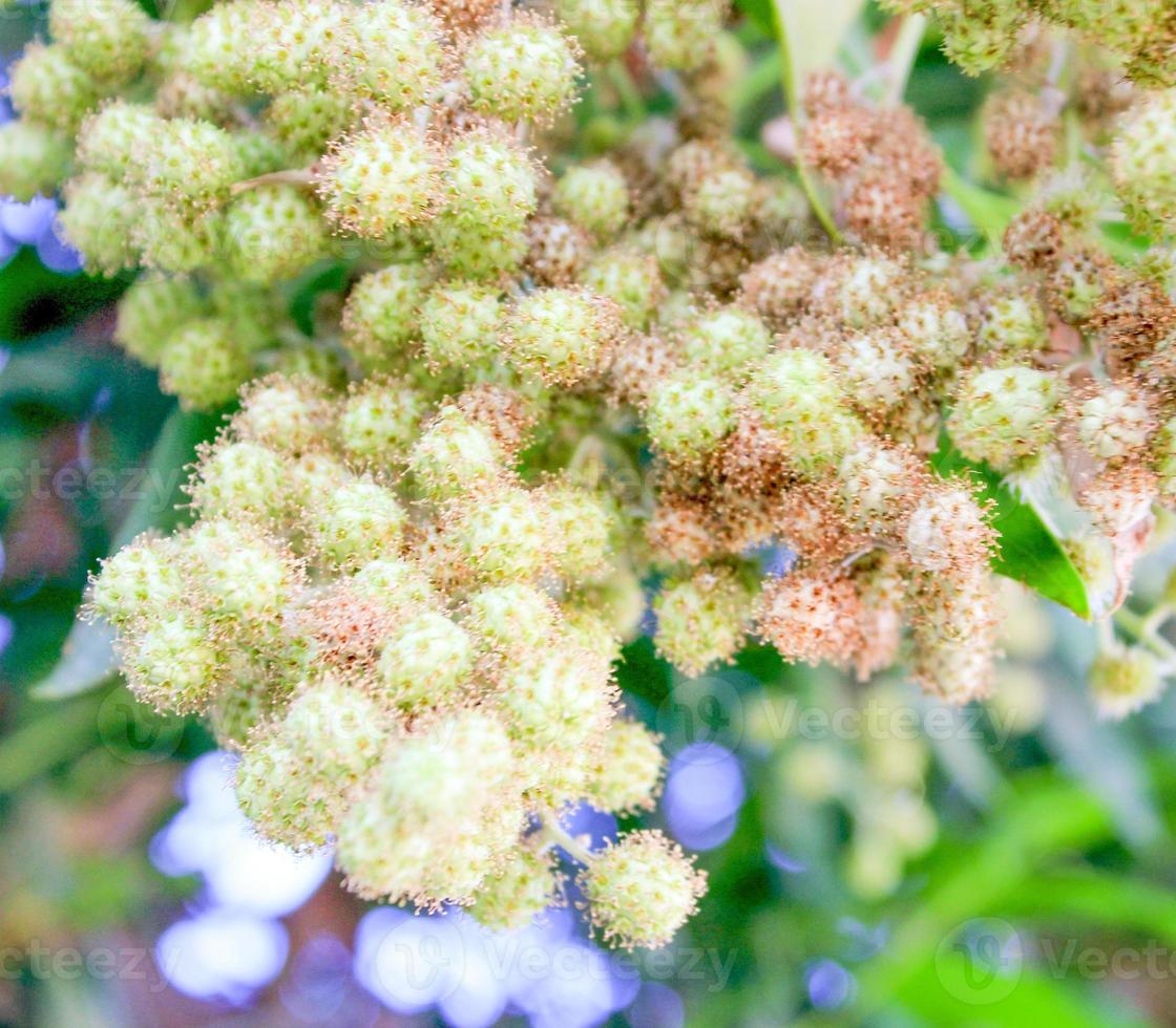 flowers and seeds photo