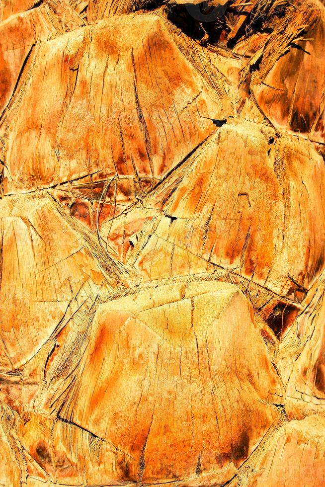 trunk of the palm photo