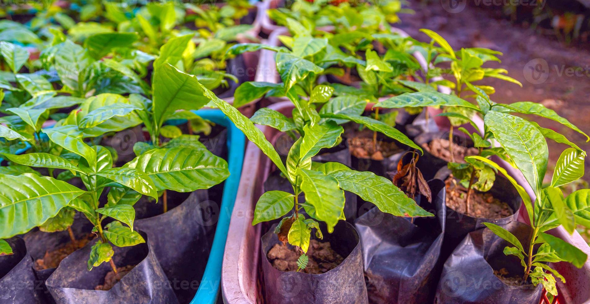 Seedlings of cocoa trees in the nursery to prepare for planting photo
