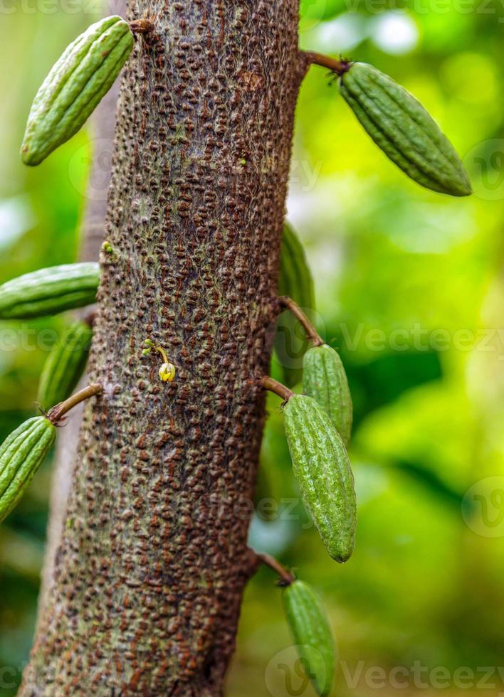 Raw small green cacao pods harvesting. growing cocoa fruit hanging on a tree cocoa photo