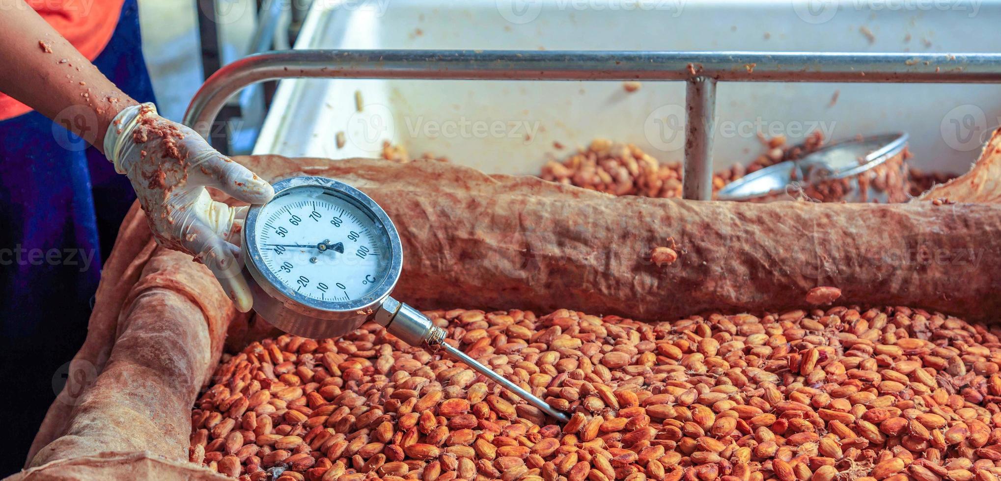 Workers use to measure the temperature of the fermented cocoa beans, fermenting fresh cocoa seeds to make chocolate. photo
