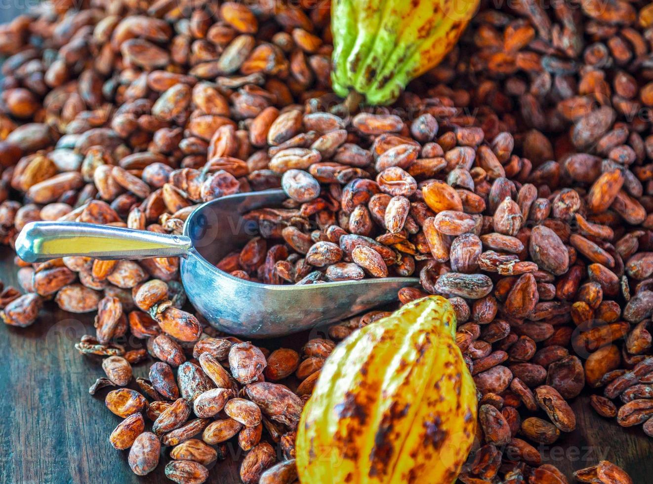 Aromatic brown Cocoa beans and cocoa seed with cacao yellow ripe raw materials of Chocolat as background photo